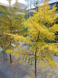 Close-up of autumn tree