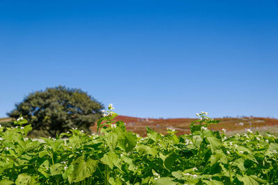 Close-up of flowering plants on field against clear blue sky