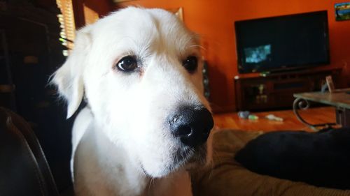 Close-up portrait of dog