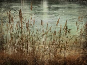 Close-up of grass in lake