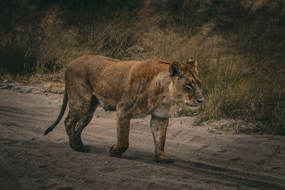 Lioness running on field