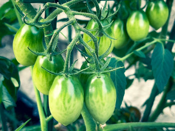 Close-up of fruit growing on plant
