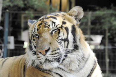 Close-up of tiger in zoo