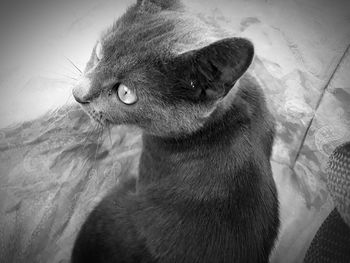 Close-up of a cat looking away