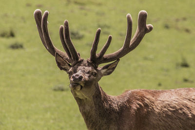 Single red deer on a green clearing. animal theme. wildlife park in warstein, germany