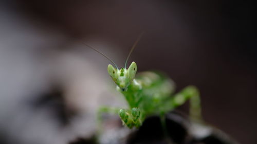 Close-up of insect on plant