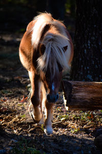 Horse standing in a field