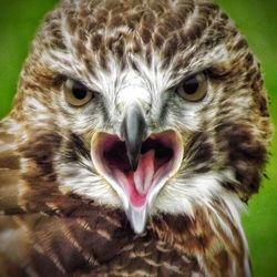 Close-up portrait of owl