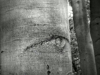 Close-up of human eye