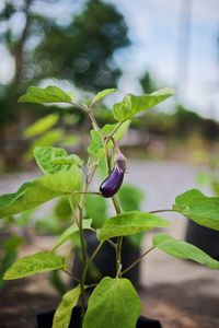 Eggplant growing on plant