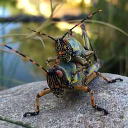 Close-up of grasshoppers