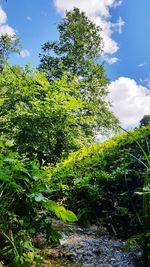 Low angle view of trees against sky