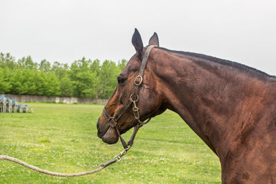 Horse on a field