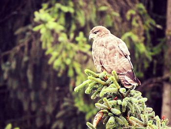 Close-up of eagle perching on tree in forest