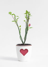 Close-up of potted plant against white background