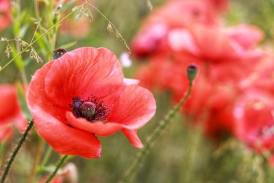 Close-up of insect on red flower