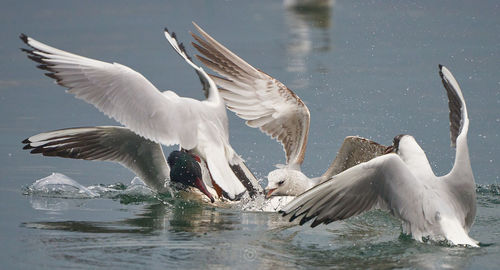 Seagulls flying over lake