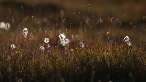 View of flowering plants on field