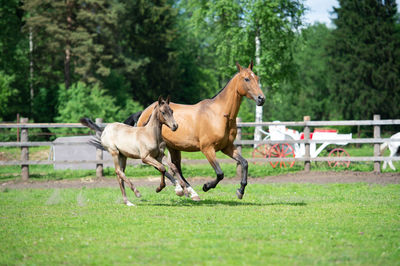 Horse running on field