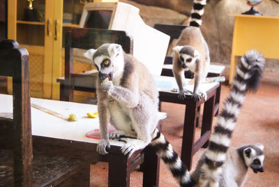 Close-up of ring tailed lemur