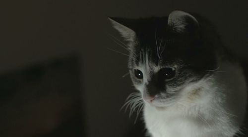 Close-up portrait of cat