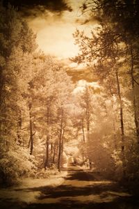 Road passing through forest