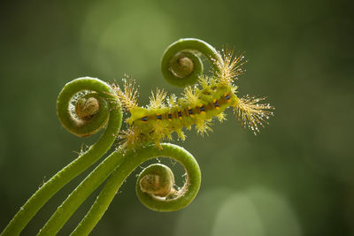 Close-up of green plant