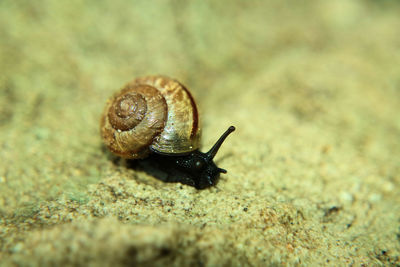 Close-up of snail