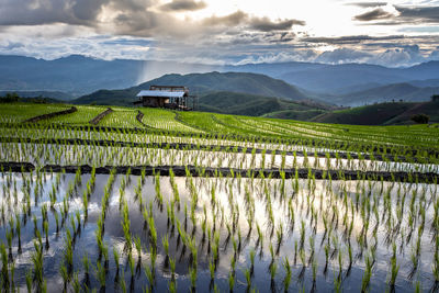 Scenic view of agricultural field against sky