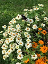 View of insect on plant