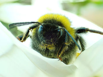 Close-up of bumblebee on flower