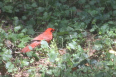 View of bird perching on plant