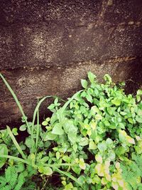 High angle view of plants