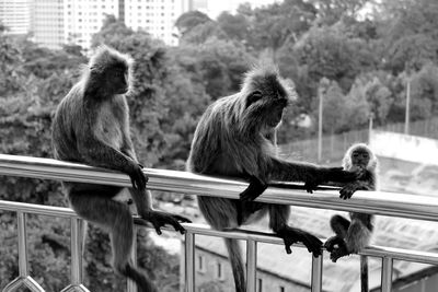 Monkey family sitting on balcony railing