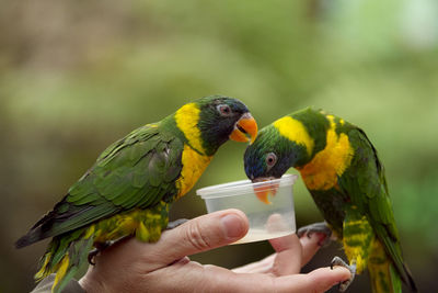 Cropped image of person holding bird perching on hand