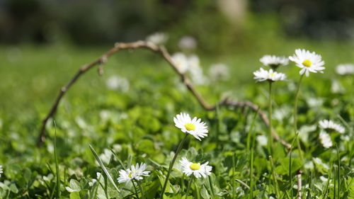 Close-up of white daisy flowers on field