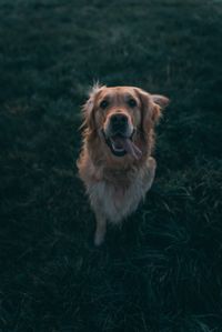 Portrait of dog on field