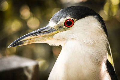 Close-up of a bird