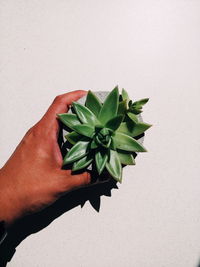 Midsection of person holding leaves against white background