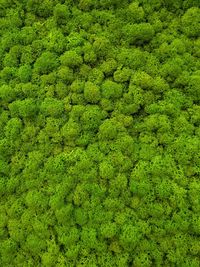 Full frame shot of plants