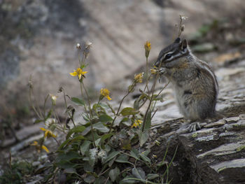 High angle view of squirrel eating flower on field