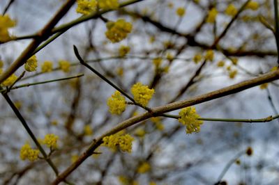 Low angle view of cherry blossoms in spring