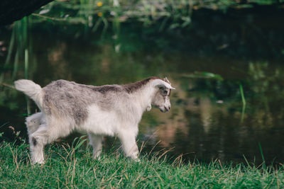 Side view of a cat standing on grass