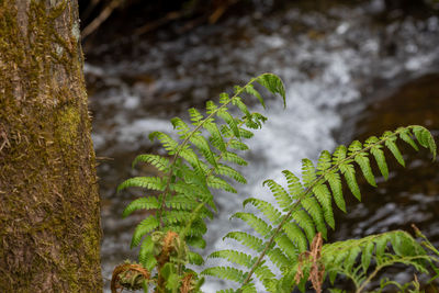 Close-up of fern leaves on tree trunk