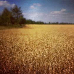 Scenic view of grassy field against sky