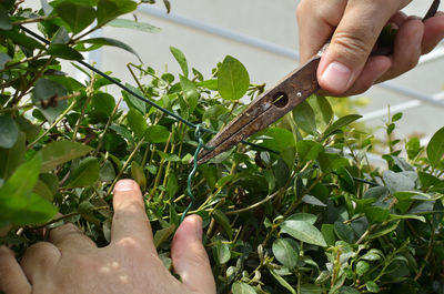 Hands twisting wire in a hedgerow with pincers