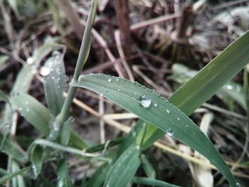 Close-up of water drops on leaf