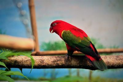 Close-up of parrot perching on branch