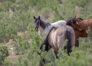 horse