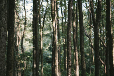 Full frame shot of trees in forest